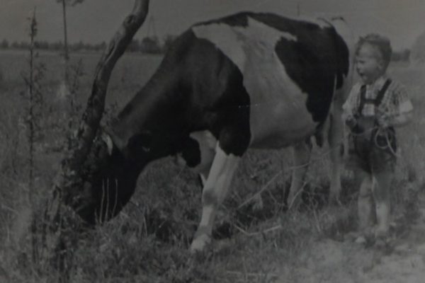 Czarno-białe zdjęcie przedstawia małego chłopca stojącego obok krowy na łące. Chłopiec ubrany jest w kraciastą koszulę z krótkimi rękawami i ogrodniczki na szelkach. Na nogach ma sandały. Trzyma w rękach sznurek, który prawdopodobnie służy do prowadzenia krowy. Krowa pasie się, pochylona nad trawą przy drzewie, obok którego rośnie kilka chwastów. W tle widoczne są otwarte pola i rząd drzew na horyzoncie. Zdjęcie oddaje spokojny, wiejski klimat, typowy dla codziennego życia na wsi w połowie XX wieku.