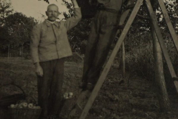Czarno-białe zdjęcie przedstawia dwóch mężczyzn w sadzie, podczas zbioru jabłek. Jeden z nich stoi na drewnianej drabinie, sięgając do gałęzi jabłoni i zrywając owoce. Ubrany jest w roboczy kombinezon. Drugi mężczyzna stoi obok drabiny na ziemi i patrzy w stronę aparatu. Ma na sobie jasną marynarkę i ciemne spodnie, a jego ręka sięga w górę, prawdopodobnie wspomagając zbierającego lub trzymając gałąź. U ich stóp widać dwa kosze wypełnione jabłkami. Tło stanowią drzewa owocowe i zarośla.